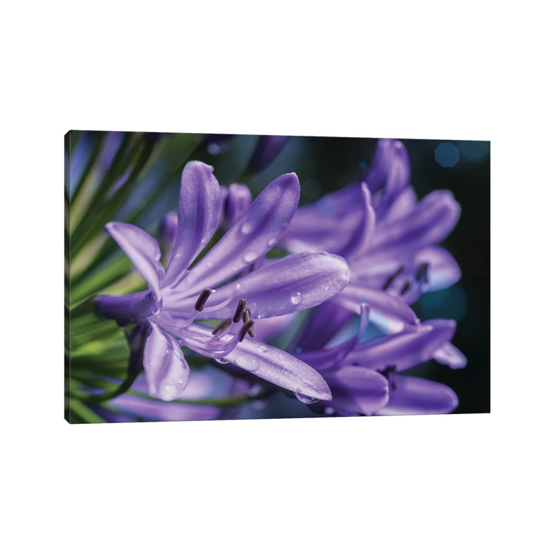 Lilium Flower by Glauco Meneghelli - Wrapped Canvas Print, 20.32cm H x 30.48cm W x 1.905cm D