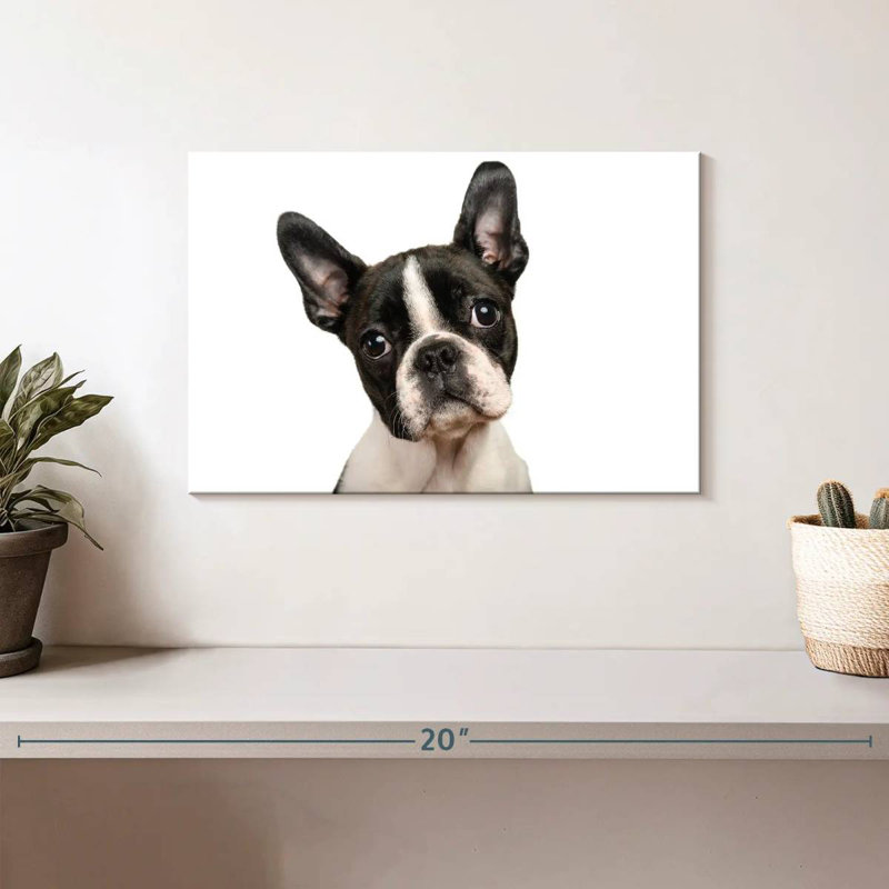 Brampt Little Boston Terrier, H 8 po x l 12 po