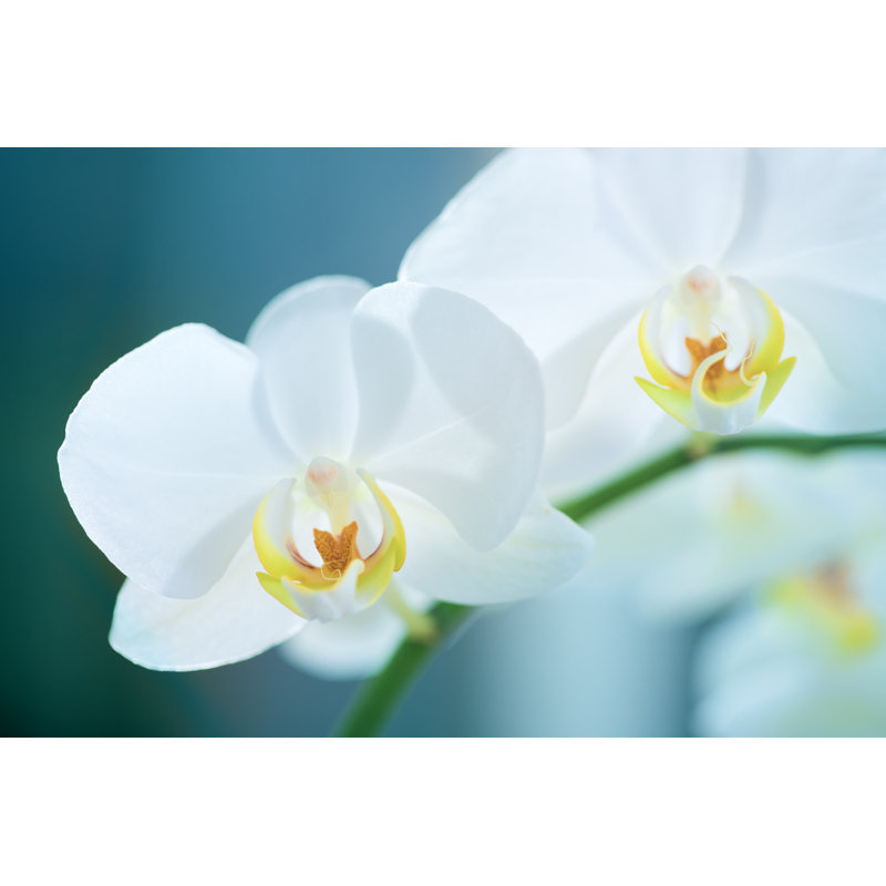 White Orchid by KWaiGon - No Frame Print on Canvas, 30cm H x 46cm W