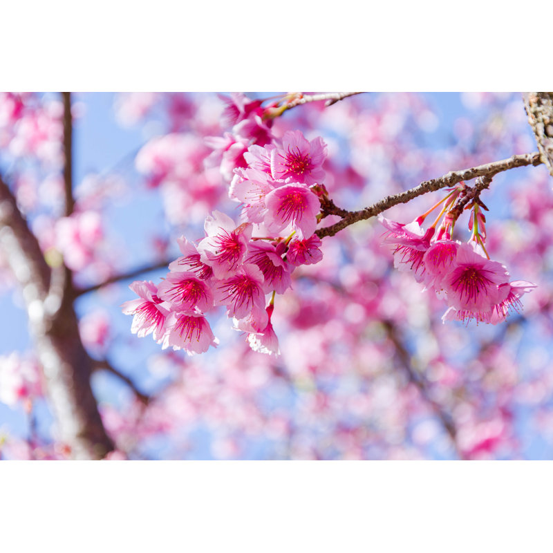 Thai Sakura by 463421fc_202 - Wrapped Canvas Print, 30cm H x 46cm W