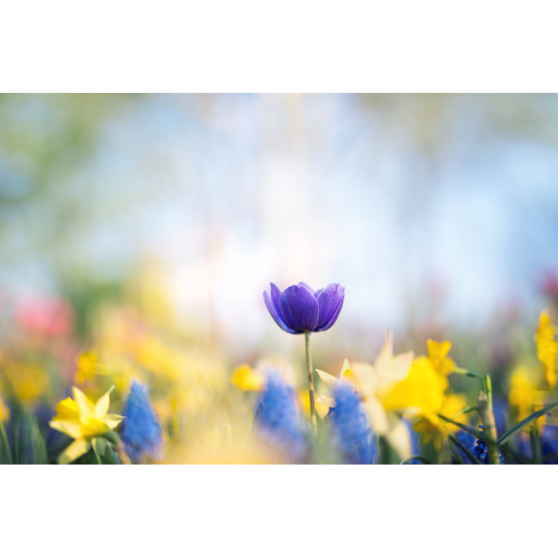 Tulipes mauves dans le jardin par Borchee, H 32 po x l 48 po