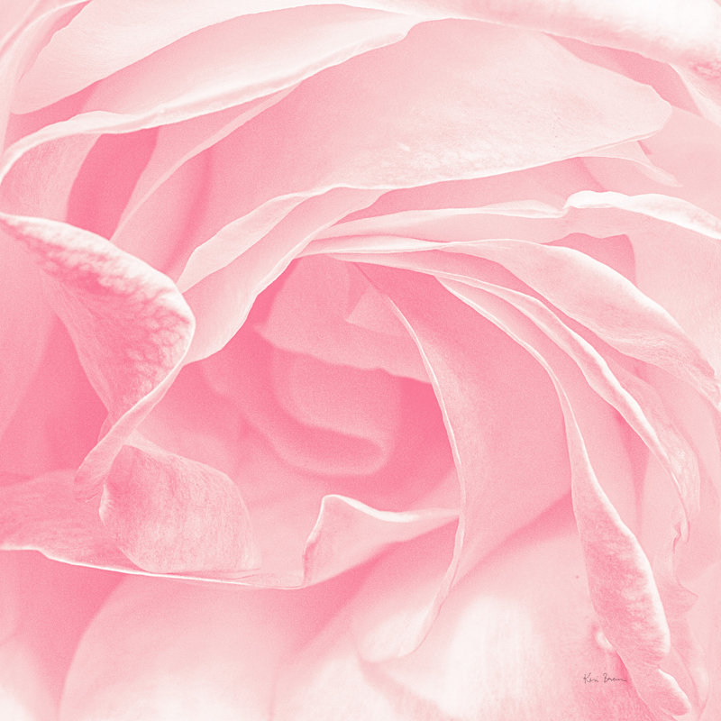 Gros plan d'une rose rose, fleurs, fleurs, H 24 po x l 36 po x P 1,5 po