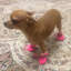 4 pièces / ensemble pour chien chiot antidérapant, chaussures souples, bottes de pluie, chaussures pour la maison