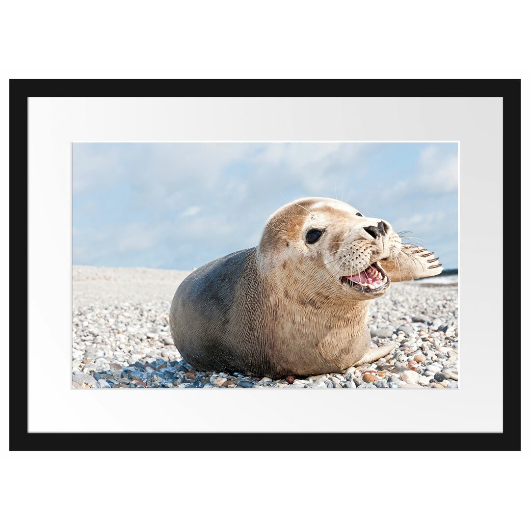 Gerahmtes Poster Süße Robbe auf Steinstrand