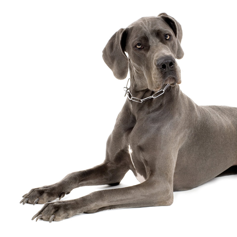 Grey Great Dane - Wrapped Canvas Print, 30cm H x 30cm W x 3.8cm D