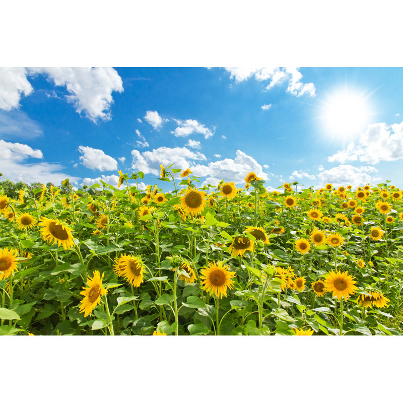 Sunflowers In Summer by Fotojog - Wrapped Canvas Print, 20cm H x 30cm W x 3.8cm D
