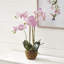 Conservatory Orchid Drop in Plant-767776364