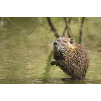 " Muskrat Hiding Between Roots "