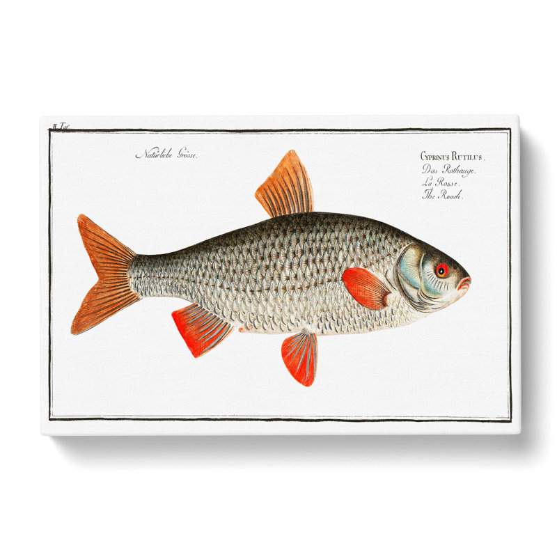 Roach Fish by M.E. Bloch - Wrapped Canvas, 50cm H x 76cm W