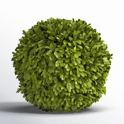Alby Topiary, Hedge Plant