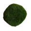 3.5'' Plant