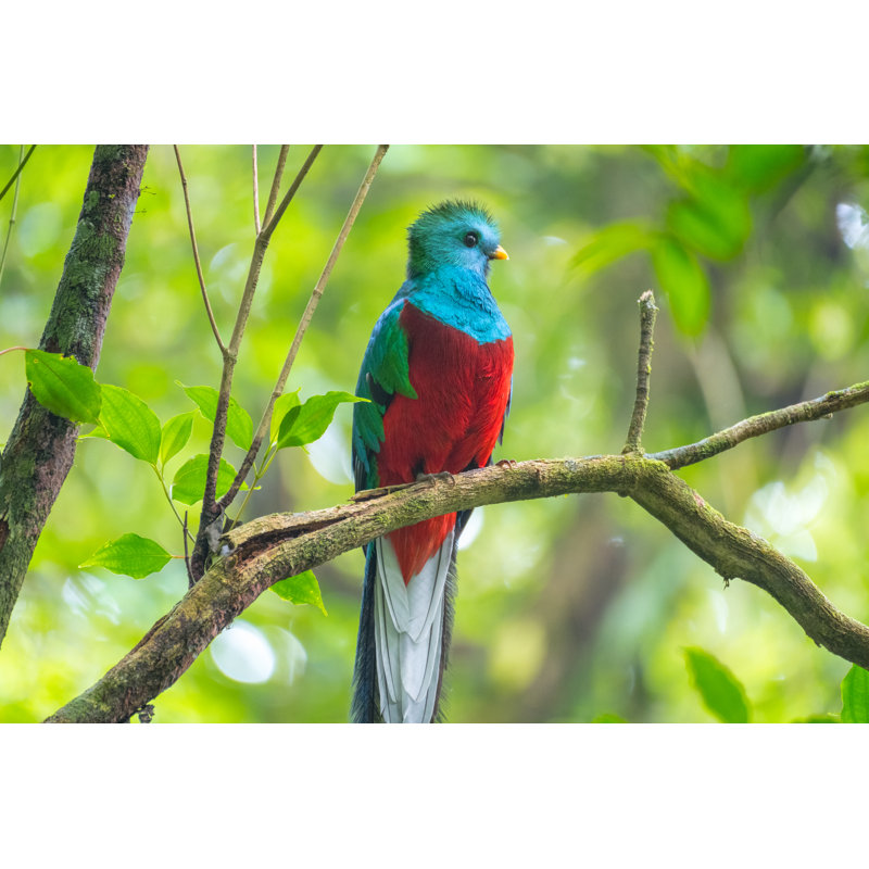 Male Of Resplendent Quetzal - Wrapped Canvas Print, 81cm H x 122cm W x 3.8cm D