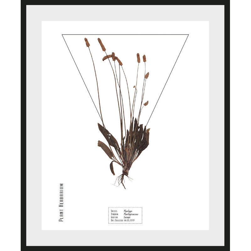 Plant - Single Picture Frame Print