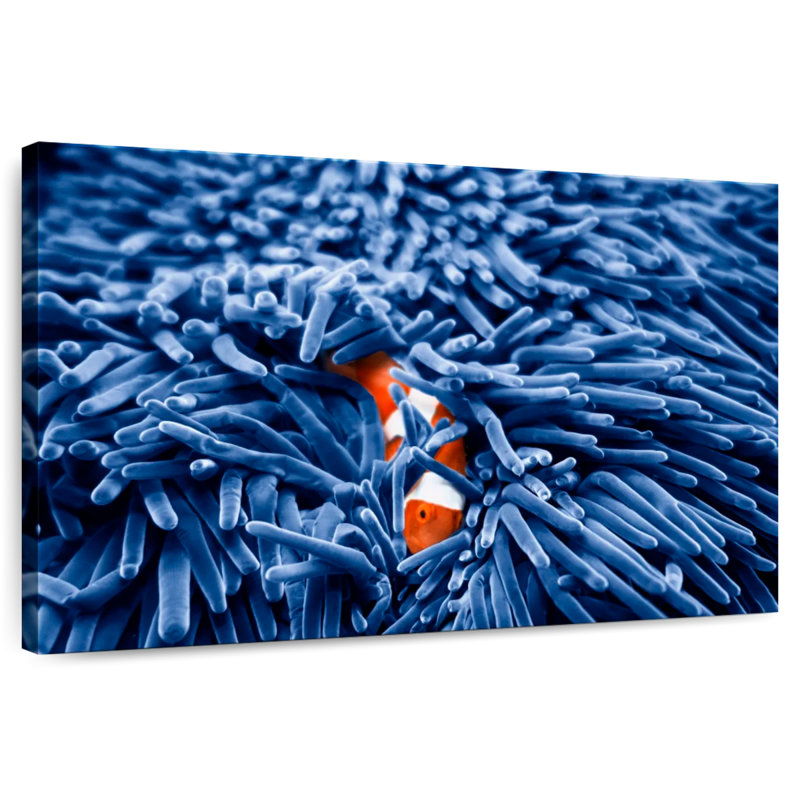 Aletra Clownfish Amongst Anemone, 8" H x 12" W