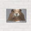 "Marmotte" par Jeannine Saylor-1834648759