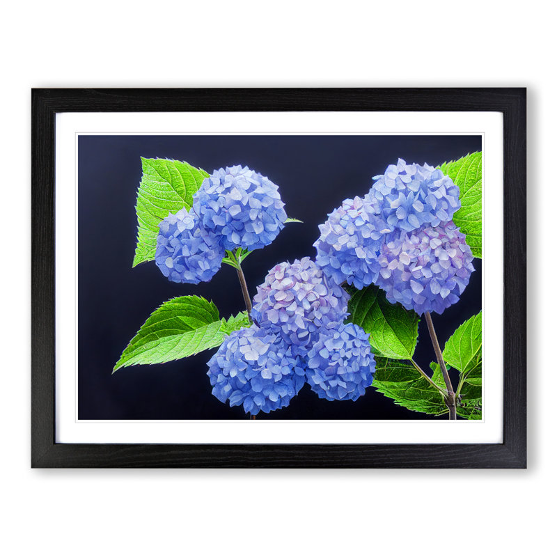 Awe Inspiring Hydrangea Flowers - Single Picture Frame Print, Black Framed, 25cm H x 34cm W x 2cm D