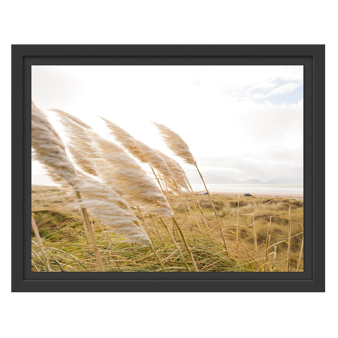 Gerahmtes Wandbild Schönes Schilf in den Dünen