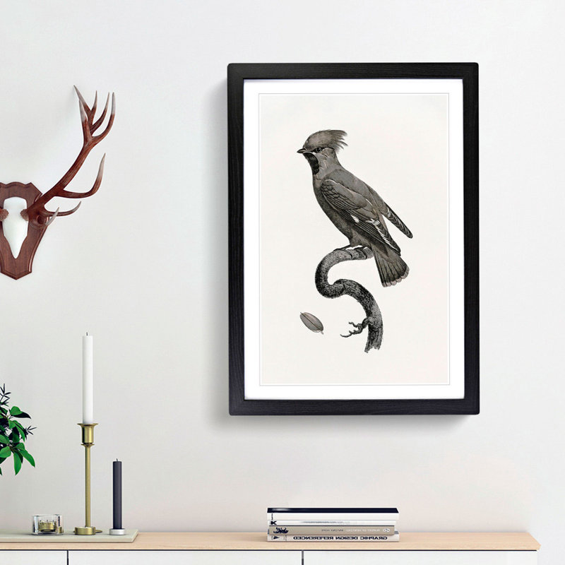 Great Waxwing Bird by Jacques Barraband - Picture Frame Drawing Print, 36cm H x 27cm W x 2cm D, Black Framed
