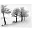 Treeline (LA4306) Print by Lillian August