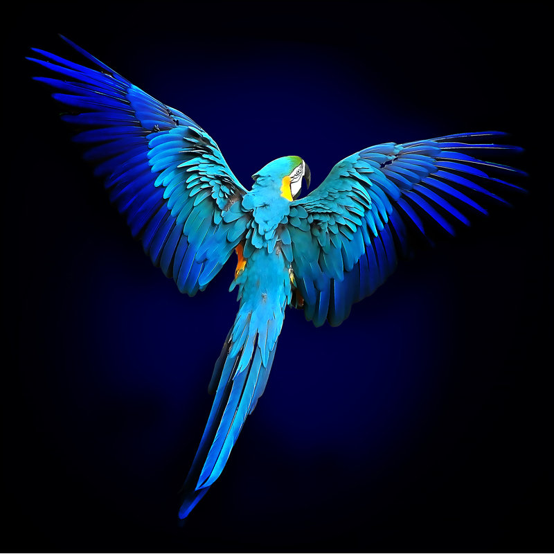 Blue Parrot - No Frame Print on Float Glass, 80cm H x 80cm W x 1.5cm D