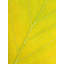 Autumn Leaf by Philippe Monthoux-65800379-132454808