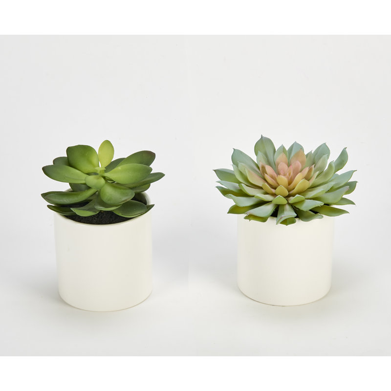 Artificial Succulent in 3.75" Diameter White Ceramic Pot