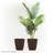 Pot Planter-979810681