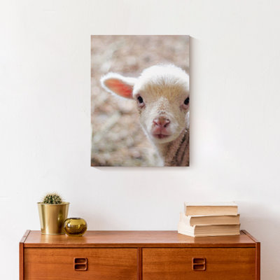 " Baby Lamb "
