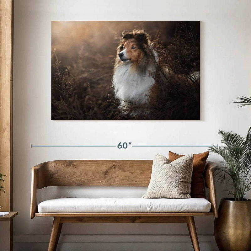 Bramelt, magnifique sheltie, H 32 po x l 48 po