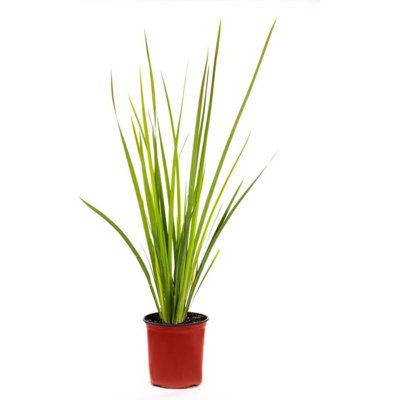 American Plant Exchange Live Flowering Yellow African Iris Plant, 6-Inch Pot