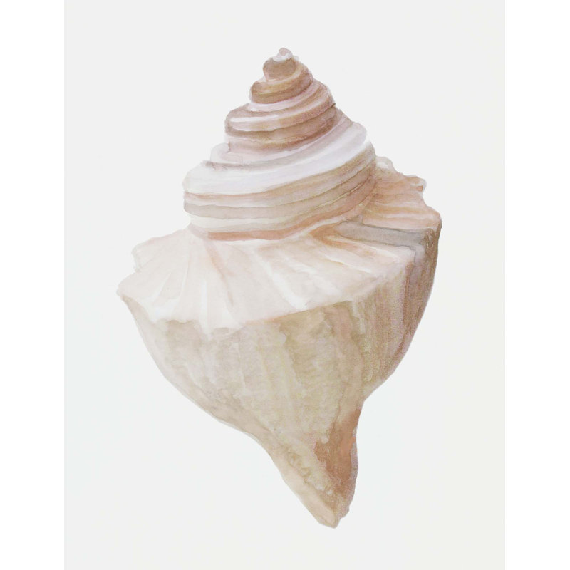 Sea Shell 11 Print by Rita Taverni, 40" H x 28" W, Wrapped Canvas