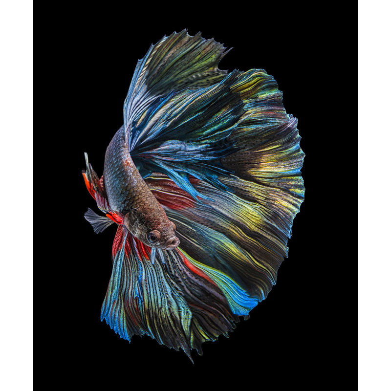Wrapped Canvas Print, 50.8 cm H x 76.2 cm W