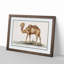 Camel by A.B. De Boodt - Picture Frame Painting Print-55513701-55513704