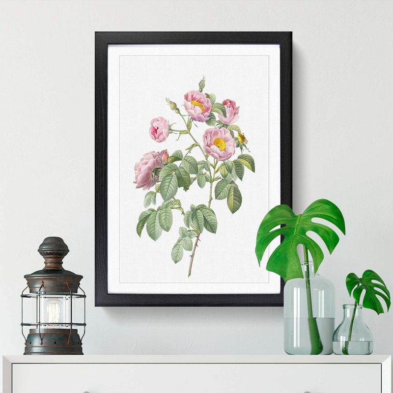 Tomentose Rose in Pink by Pierre-Joseph Redoute - Picture Frame Painting Print, Black Framed, 48cm H x 36cm W x 2cm D