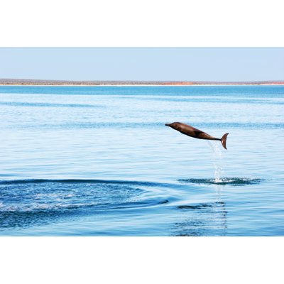 Feagin Bottlenose Dolphin 1 Piece Wrapped Canvas Wall Art