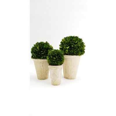 11'' Boxwood Topiary in Terracotta Pot