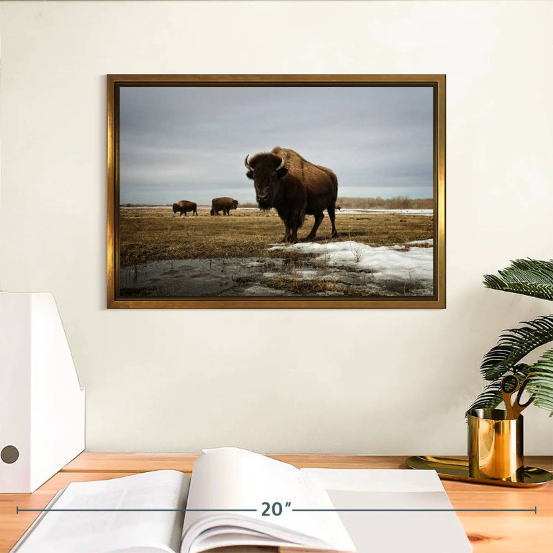 Bison Cloud Day, Cadre flottant doré, 13 po x 9 po