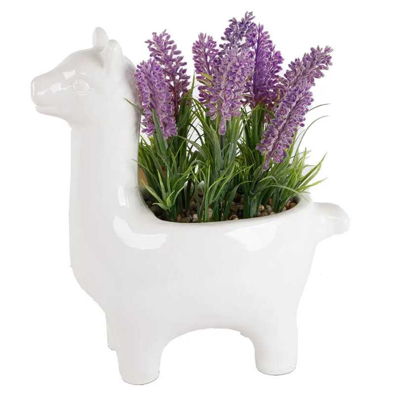 Lama blanc Md Lavender