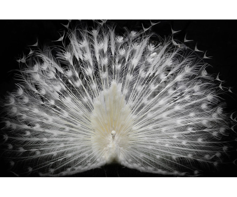 Wrapped Canvas Print, 81.28 cm H x 121.92 cm W