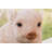 Chubby Piglet Sitting Statue