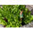 Peter Rabbit Eating Radishes