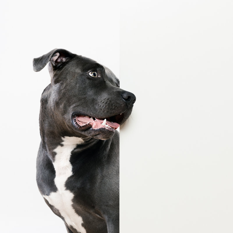 Pit Bull Dog by Sensorspot - Wrapped Canvas Print, 122cm H x 122cm W