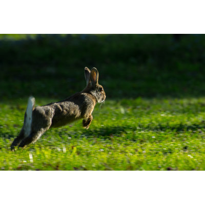 Jump - Wrapped Canvas Print