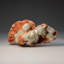 Green Apophylite and Stilbite from Lonavala Quarry, Pune District, Maharashtra, India