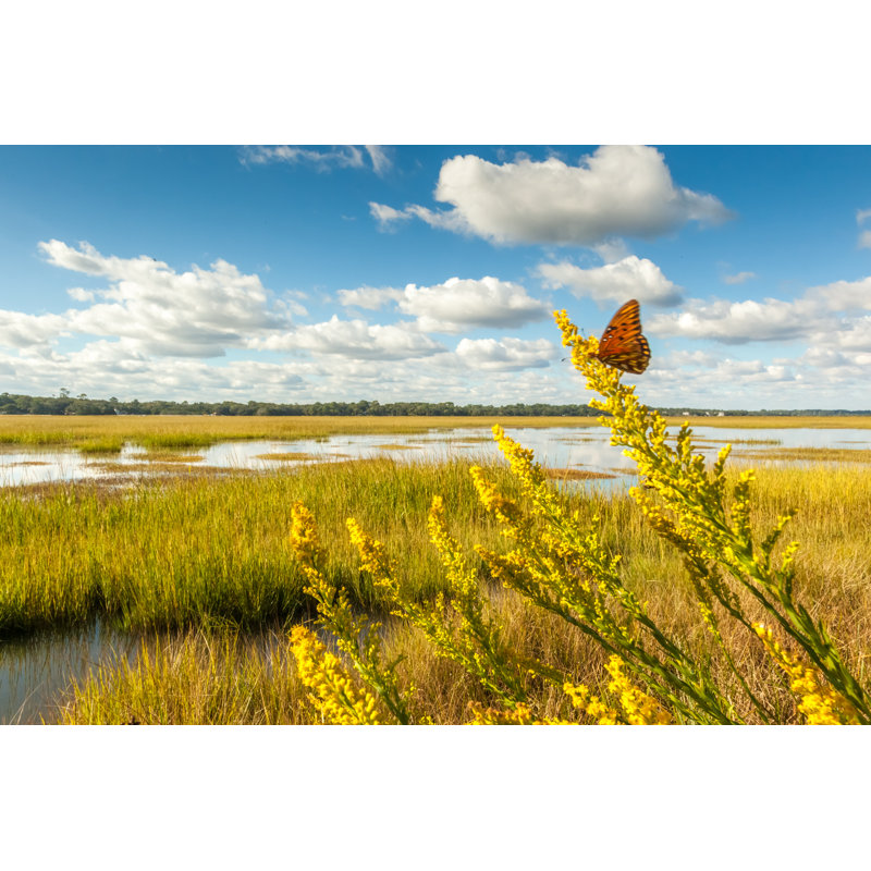 Fluttering Marsh Butterfly - Wrapped Canvas Print, 61cm H x 91cm W