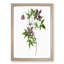 Alpine Clematis Flowers by Pierre-Joseph Redoute - Single Picture Frame Painting-55545088-55545086