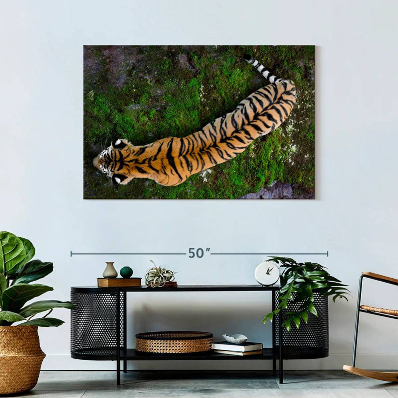 Brampt Tiger From Above, 30" H x 45" W