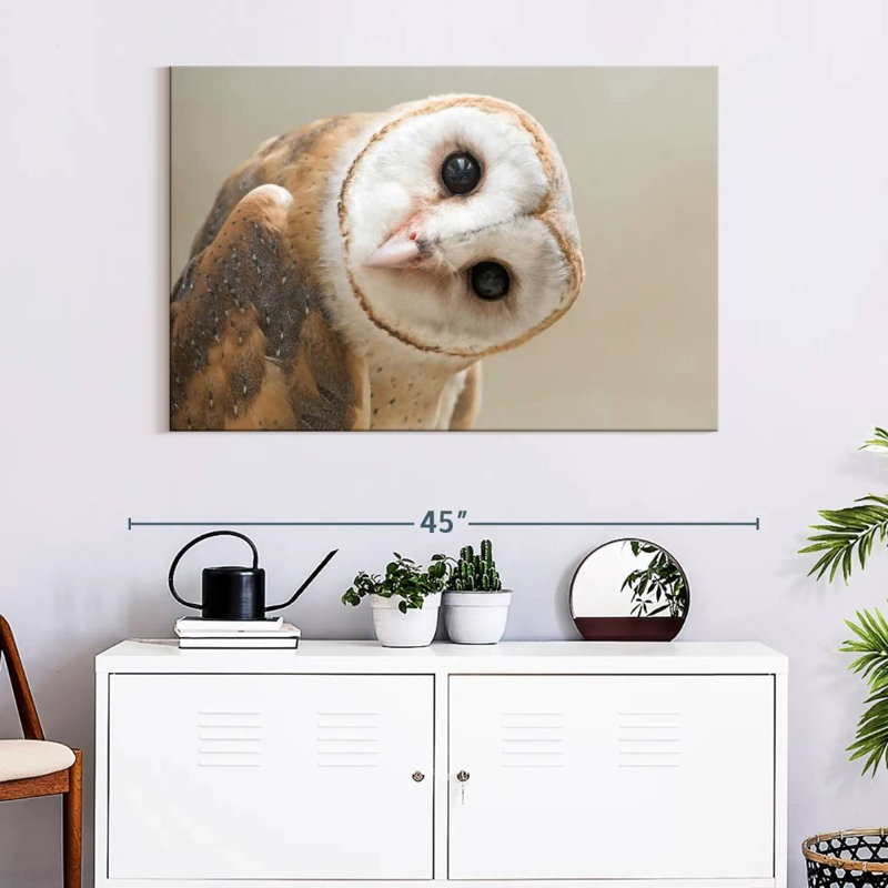 Brampt Barn Owl Gaze, 26" H x 39" W