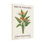 Plantes et fleurs, oiseau de paradis, imprimé floral
