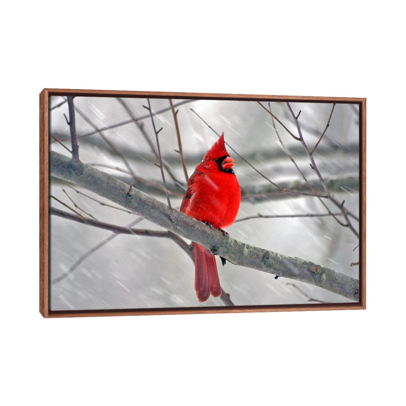 « cardinal oiseau »-impression, Toile avec cadre en bois classique, H 32 po x l 48 po x P 1,5 po